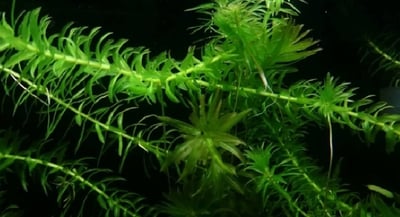 水蘊草1