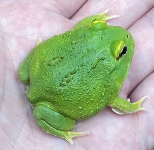 各式品種角蛙大全  黃金角蛙 綠角蛙 血紅角蛙 咖啡角蛙 皮卡丘 色缺 金屬 霸王16