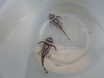 熊貓異形2