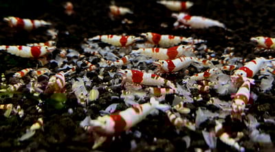 紅白水晶蝦 黑白水晶蝦1