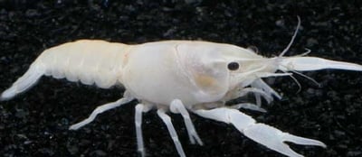 橘螯蝦 藍螯蝦 白螯蝦3