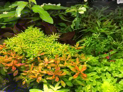 綜合水草 隨機出貨1