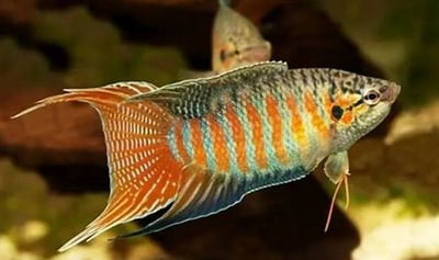 台灣彩兔 蓋斑鬥魚1