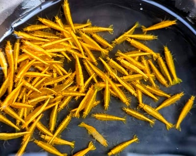 米蝦大集合專區、紅、黑、藍、綠、金、白、印度斑馬蝦1