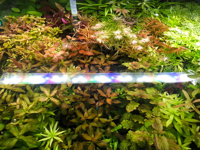 綜合水草 隨機出貨2