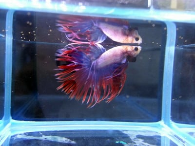 泰國進口 各式展示級鬥魚大全12