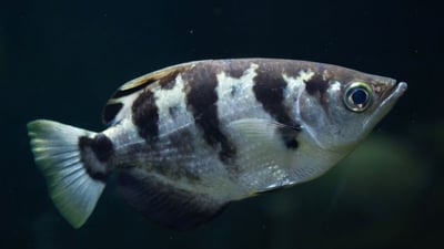 高射炮/射水魚1