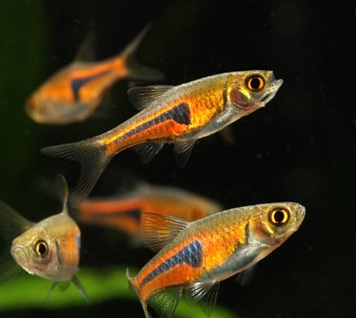 燈魚集合區 一線小丑燈 鑽石燈  三角燈 紅蓮燈 女王燈 日光燈 黃日光燈 火翅金鑽 噴火燈 火兔燈 三間小丑燈 藍剛果燈 亞洲紅鼻 紅鼻剪刀 一眉道人 野生金燈 黑帝王燈 鉛筆燈 櫻桃燈 血叉尾珍珠燕子 藍色霓虹燈12