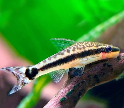 小精靈 白玉飛狐 小猴飛狐1