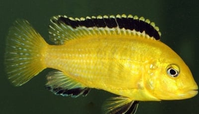 雪鯛 非洲王子 閃電戰神2