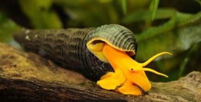 除藻高手 蜜蜂角螺 黑金剛螺 黃金螺 羊角螺 橙兔螺 巧克力螺 斑馬螺 笠螺 蘋果螺 螺4