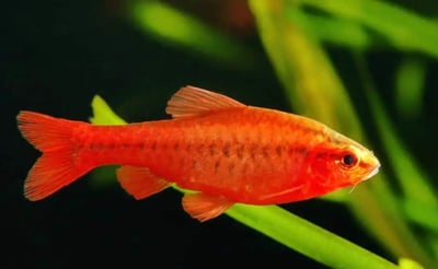 燈魚集合區 一線小丑燈 鑽石燈  三角燈 紅蓮燈 女王燈 日光燈 黃日光燈 火翅金鑽 噴火燈 火兔燈 三間小丑燈 藍剛果燈 亞洲紅鼻 紅鼻剪刀 一眉道人 野生金燈 黑帝王燈 鉛筆燈 櫻桃燈 血叉尾珍珠燕子 藍色霓虹燈13