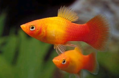 紅米奇 三色米奇 黃金太陽 紅單劍 紅雙劍 黑尾太陽 紅球 大帆紅茶壺7