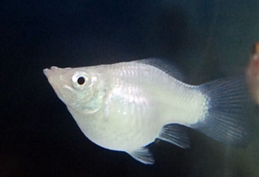 金球、黑球、銀球3