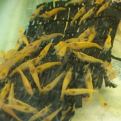 米蝦大集合專區、紅、黑、藍、綠、金、白、印度斑馬蝦20