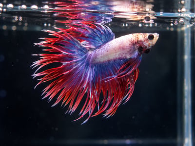 泰國進口 各式展示級鬥魚大全7