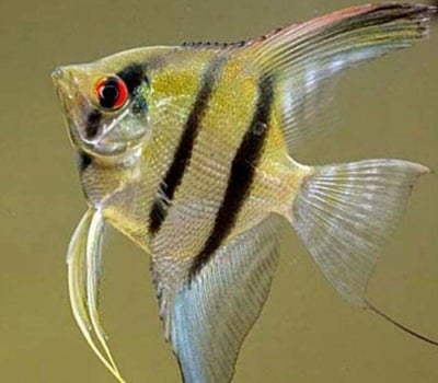 神仙集合區 產季限量供應 白玉神仙 斑馬神仙 黃金神仙  黑幻象神仙 阿凡達神仙 三色神仙 海鷗神仙 赤月神仙 白子斯卡神仙 斯卡神仙 大理石神仙2