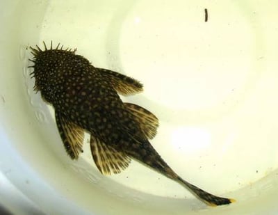 藍眼鬍子、雪花鬍子、紅眼鬍子、白子鬍子2