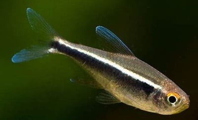 燈魚集合區 一線小丑燈 鑽石燈  三角燈 紅蓮燈 女王燈 日光燈 黃日光燈 火翅金鑽 噴火燈 火兔燈 三間小丑燈 藍剛果燈 亞洲紅鼻 紅鼻剪刀 一眉道人 野生金燈 黑帝王燈 鉛筆燈 櫻桃燈 血叉尾珍珠燕子 藍色霓虹燈22