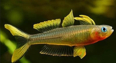 燈魚集合區 一線小丑燈 鑽石燈  三角燈 紅蓮燈 女王燈 日光燈 黃日光燈 火翅金鑽 噴火燈 火兔燈 三間小丑燈 藍剛果燈 亞洲紅鼻 紅鼻剪刀 一眉道人 野生金燈 黑帝王燈 鉛筆燈 櫻桃燈 血叉尾珍珠燕子 藍色霓虹燈2