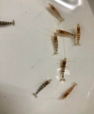 米蝦大集合專區、紅、黑、藍、綠、金、白、印度斑馬蝦7