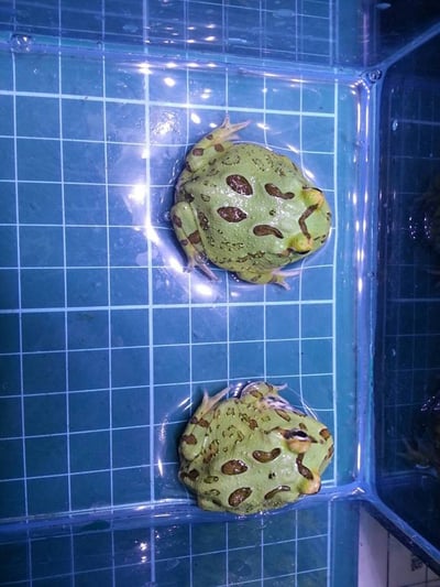 各式品種角蛙大全  黃金角蛙 綠角蛙 血紅角蛙 咖啡角蛙 皮卡丘 色缺 金屬 霸王7