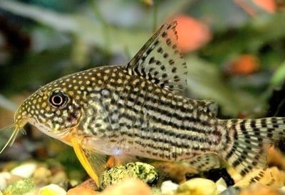 鼠魚集合區 白鼠 大帆花鼠 咖啡鼠 金線綠鼠 黑金紅頭鼠 熊貓鼠 大帆白鼠 茉莉豹鼠 黃翅珍珠鼠 大帆滿天星8