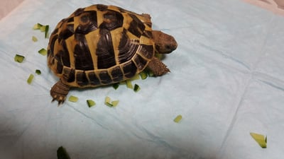 黃金歐陸 陸龜1