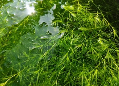 陽明柳/竹節草1