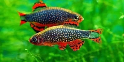 燈魚集合區 一線小丑燈 鑽石燈  三角燈 紅蓮燈 女王燈 日光燈 黃日光燈 火翅金鑽 噴火燈 火兔燈 三間小丑燈 藍剛果燈 亞洲紅鼻 紅鼻剪刀 一眉道人 野生金燈 黑帝王燈 鉛筆燈 櫻桃燈 血叉尾珍珠燕子 藍色霓虹燈20