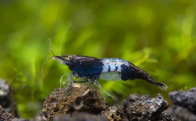 米蝦大集合專區、紅、黑、藍、綠、金、白、印度斑馬蝦16