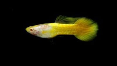 純種孔雀魚 各式品系大全16