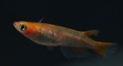 粉紅稻田魚1