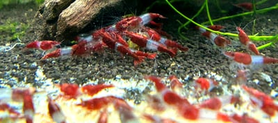 米蝦大集合專區、紅、黑、藍、綠、金、白、印度斑馬蝦8