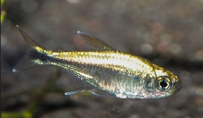 燈魚集合區 一線小丑燈 鑽石燈  三角燈 紅蓮燈 女王燈 日光燈 黃日光燈 火翅金鑽 噴火燈 火兔燈 三間小丑燈 藍剛果燈 亞洲紅鼻 紅鼻剪刀 一眉道人 野生金燈 黑帝王燈 鉛筆燈 櫻桃燈 血叉尾珍珠燕子 藍色霓虹燈10