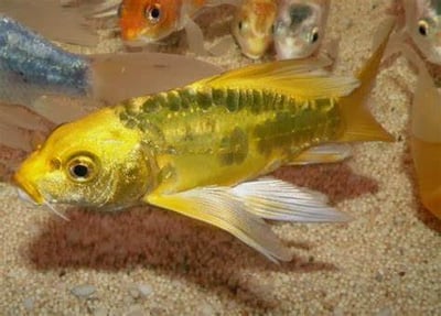 白金蝴蝶龍鯉 黃金蝴蝶龍鯉 黑龍鯉4