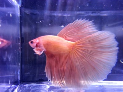 泰國進口 各式展示級鬥魚大全6