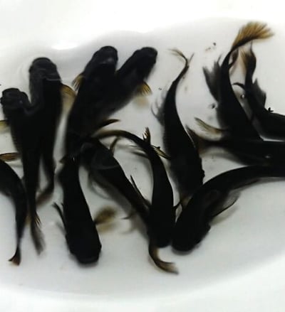 白金蝴蝶龍鯉 黃金蝴蝶龍鯉 黑龍鯉3