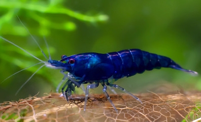 米蝦大集合專區、紅、黑、藍、綠、金、白、印度斑馬蝦6