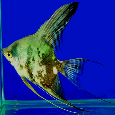 神仙集合區 產季限量供應 白玉神仙 斑馬神仙 黃金神仙  黑幻象神仙 阿凡達神仙 三色神仙 海鷗神仙 赤月神仙 白子斯卡神仙 斯卡神仙 大理石神仙10