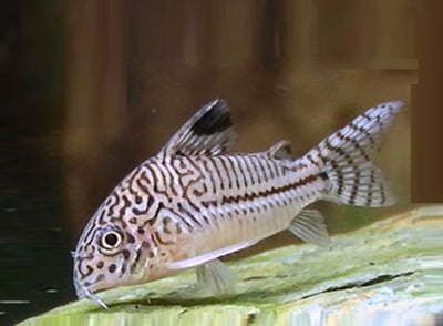 鼠魚集合區 白鼠 大帆花鼠 咖啡鼠 金線綠鼠 黑金紅頭鼠 熊貓鼠 大帆白鼠 茉莉豹鼠 黃翅珍珠鼠 大帆滿天星7