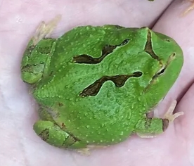 各式品種角蛙大全  黃金角蛙 綠角蛙 血紅角蛙 咖啡角蛙 皮卡丘 色缺 金屬 霸王11