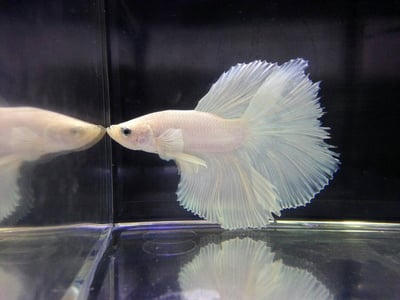 泰國進口 各式展示級鬥魚大全7