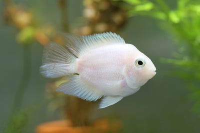 白金鸚鵡 寶藍鸚鵡1