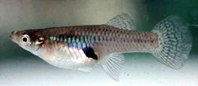大肚魚1