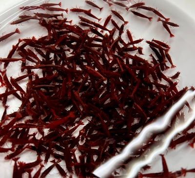 米蝦大集合專區、紅、黑、藍、綠、金、白、印度斑馬蝦15