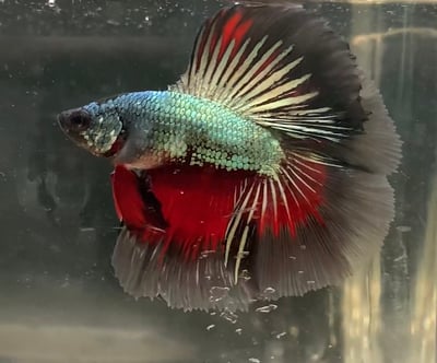 泰國進口 各式展示級鬥魚大全17