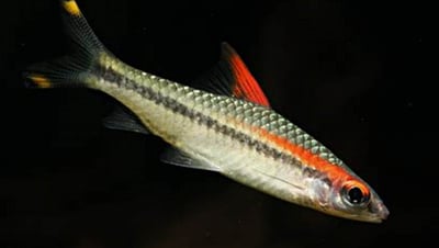 燈魚集合區 一線小丑燈 鑽石燈  三角燈 紅蓮燈 女王燈 日光燈 黃日光燈 火翅金鑽 噴火燈 火兔燈 三間小丑燈 藍剛果燈 亞洲紅鼻 紅鼻剪刀 一眉道人 野生金燈 黑帝王燈 鉛筆燈 櫻桃燈 血叉尾珍珠燕子 藍色霓虹燈18