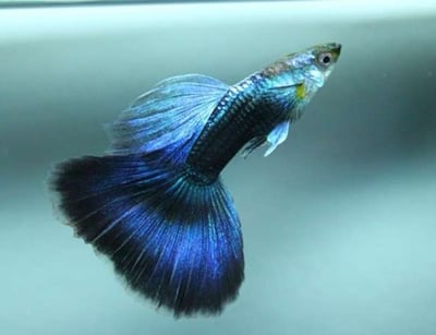 純種孔雀魚 各式品系大全3