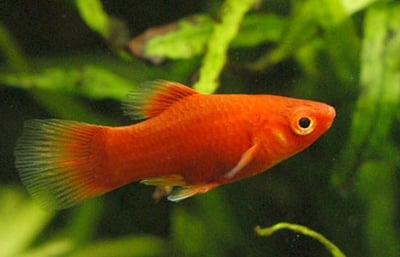 紅米奇 三色米奇 黃金太陽 紅單劍 紅雙劍 黑尾太陽 紅球 大帆紅茶壺6